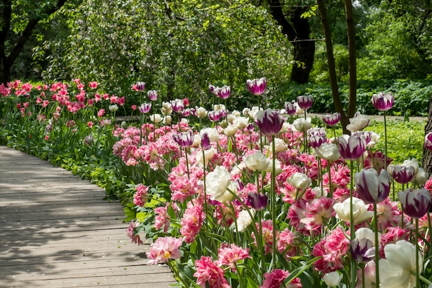 Colorful tulips flowers blooming in the garden along the wooden flooring