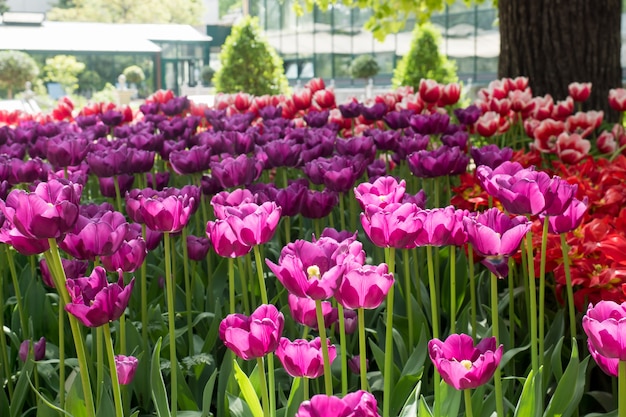 Colorful tulips flowers blooming in a garden