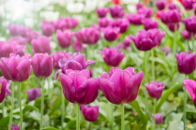 Colorful tulips flowers blooming in a garden