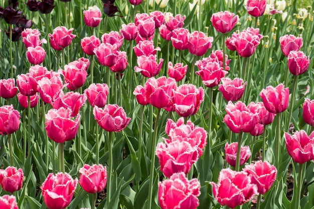 Colorful tulips flowers blooming in a garden