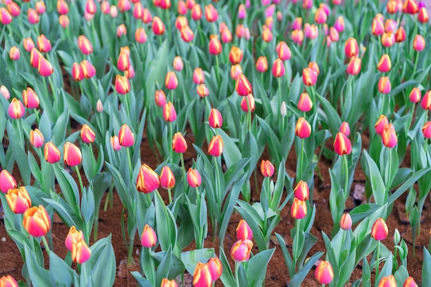 Colorful of Tulips FlowersBeautiful bouquet of tulipsNatural flowers Selective focus