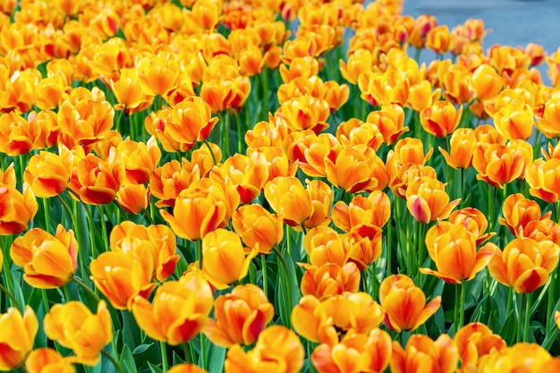 Colorful tulips fresh flowers