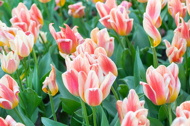 Colorful tulips fresh flowers