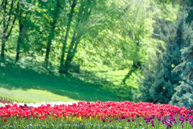 Colorful tulips garden in the green park with sun rays