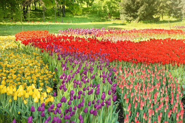 Colorful tulips garden in the green park