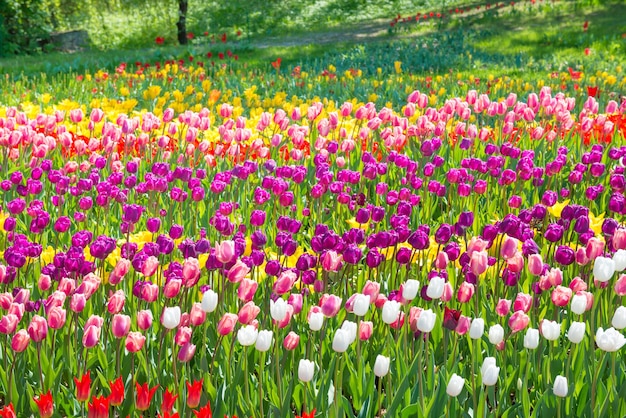 Colorful tulips garden in the green park