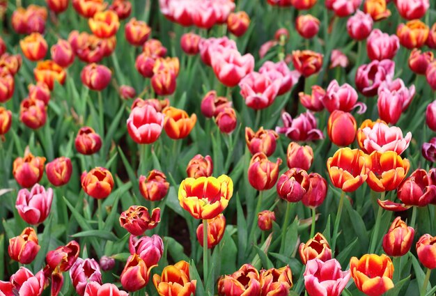 Colorful tulips in the garden