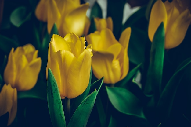 Colorful tulips meadow nature in spring ,Tulip flower background