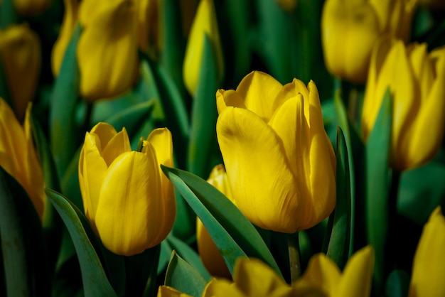 Colorful tulips meadow nature in spring ,Tulip flower background