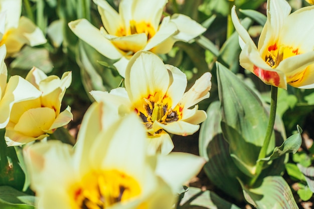 Colorful tulips, tulips in spring