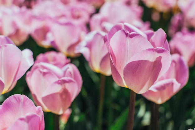 Colorful tulips, tulips in spring