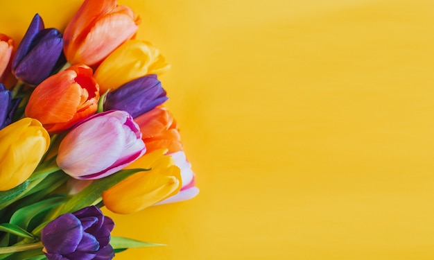 Colorful tulips on a yellow background. Top view with a copy of the space