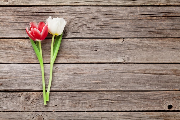 Colorful tulips