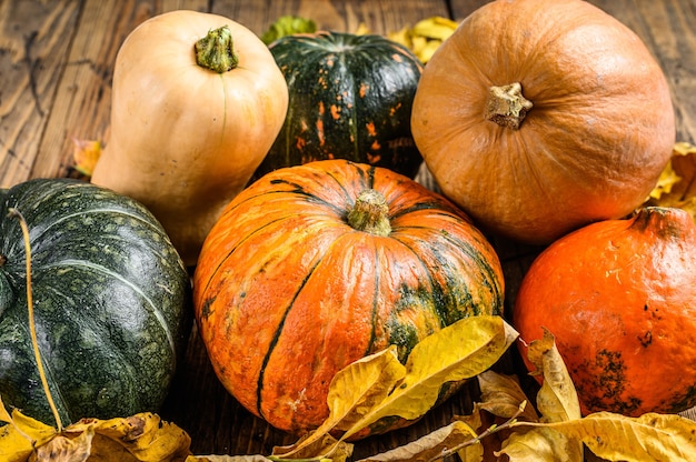 Colorful various sizes of pumpkins top view