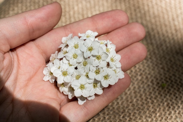 Colorful wild spring flowers in hand