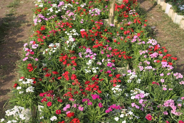 a colorful winter flower garden