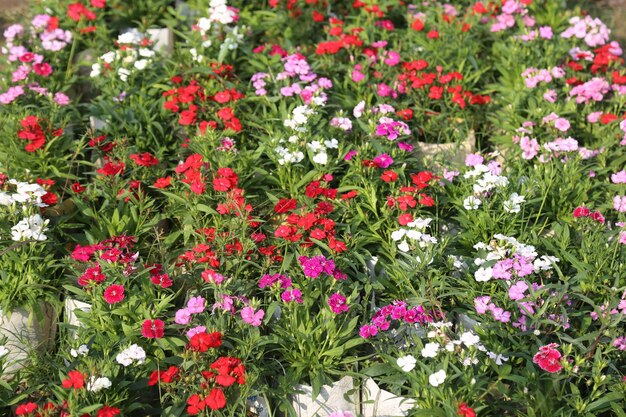 a colorful winter flower garden