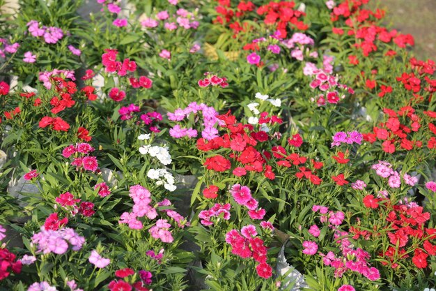 a colorful winter flower garden