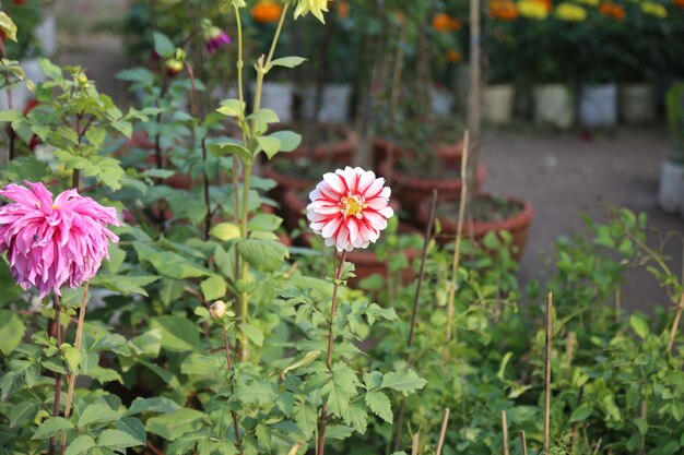 a colorful winter flower garden