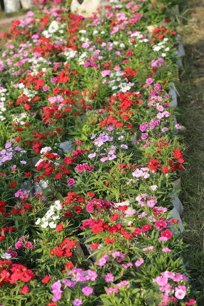 a colorful winter red roes flower garden