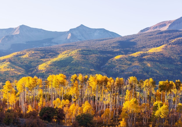 Colorful yellow autumn in Colorado, United States. Fall season.