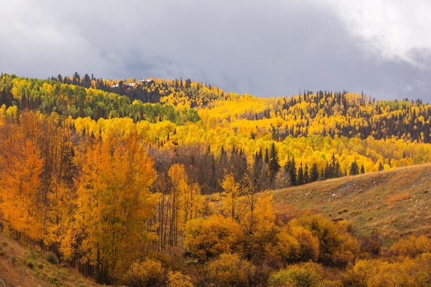 Colorful yellow autumn in Colorado, United States.