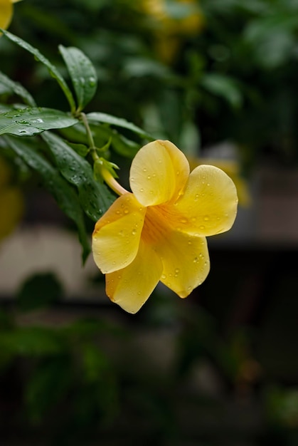 Colorful yellow flowers of Allamanda Cathartica