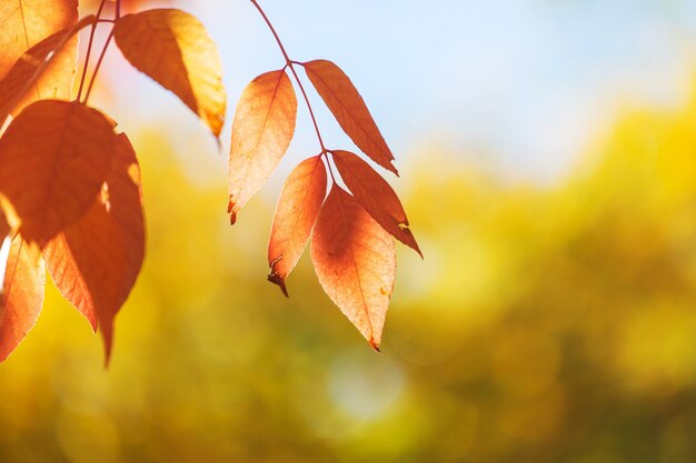 Colorful yellow leaves in Autumn season. Close-up shot. 