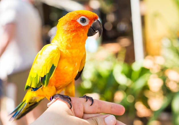 Colorful yellow parrot Sun Conure, Aratinga solstitialis