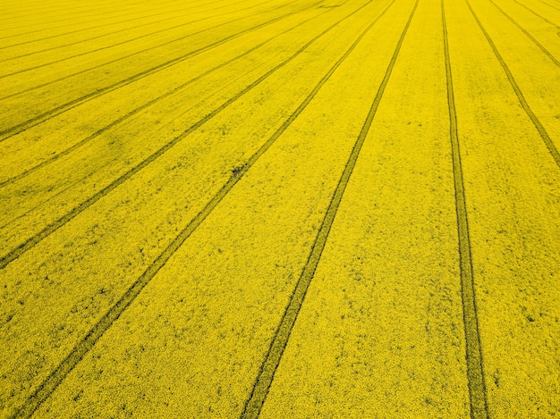 Colorful yellow spring crop of canola, rapeseed or rape viewed from above showing parallel tracks through the field. Aerial shot