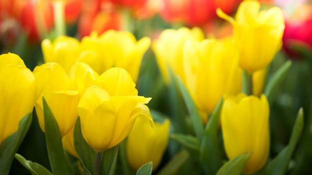 Colorful yellow tulip flower in nature garden