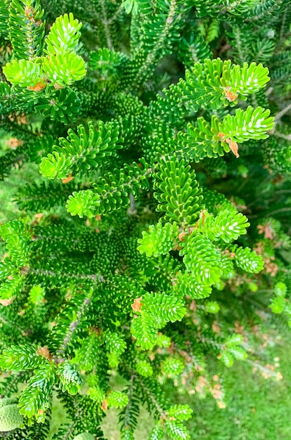 Colorful young shoots and cones on spruce trees. Studio Photo.