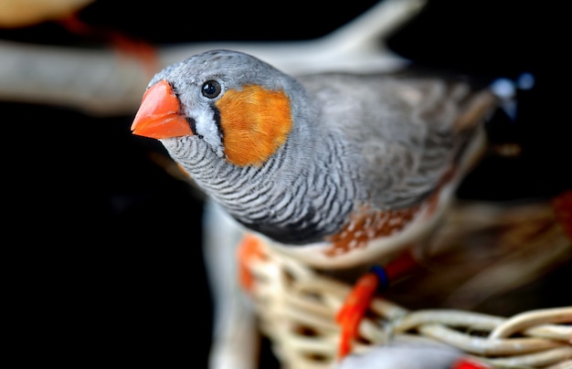 Colorful of Zebra-finch bird