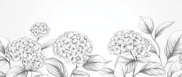 Photo for coloring books and arts projects for children these black and white line drawings of hydrangeas are ideal