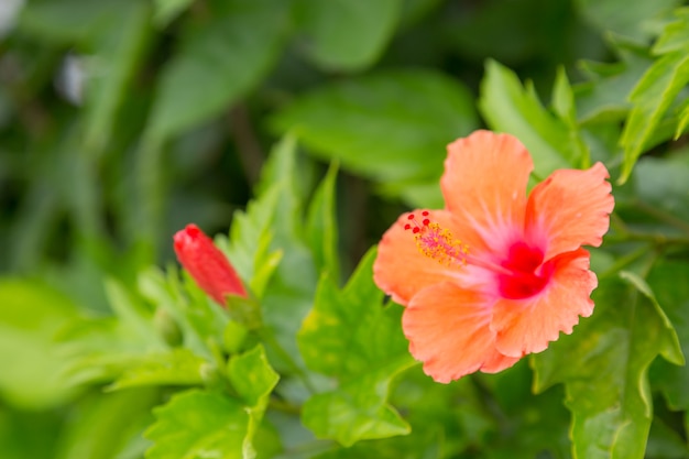 Colour flower with green nature background