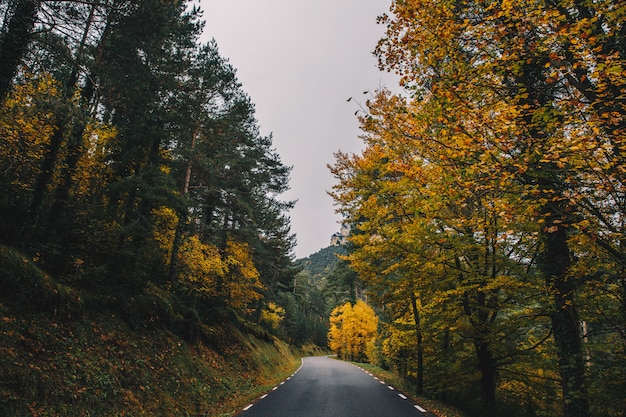 Colourful Autumn Road in the middle of the forest