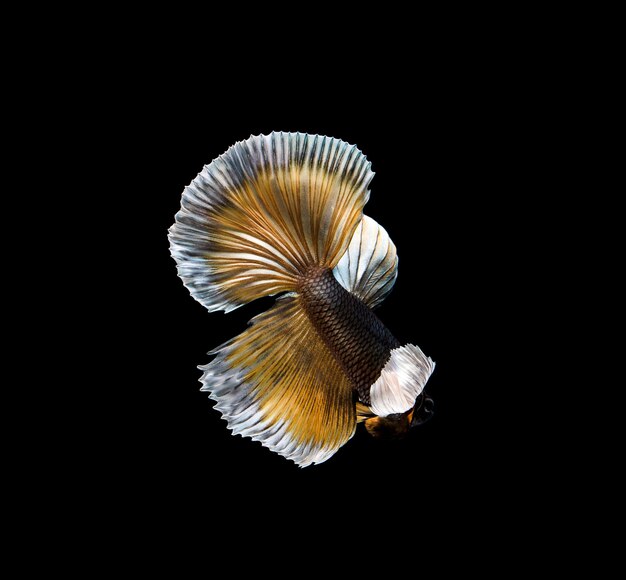 Colourful Betta fish,Siamese fighting fish in movement isolated on black background