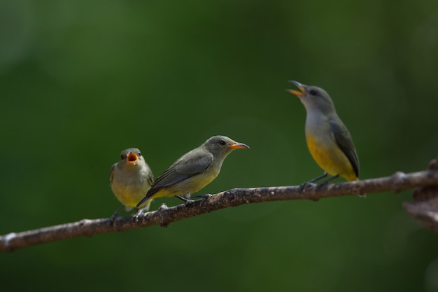 Colourful bird Orange bellied Flowerpecker