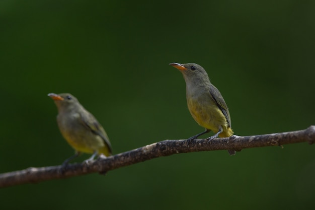 Colourful bird Orange bellied Flowerpecker