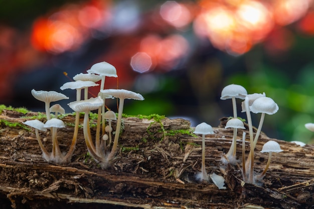 Colourful bokeh lights and mushrooms in the rainforest