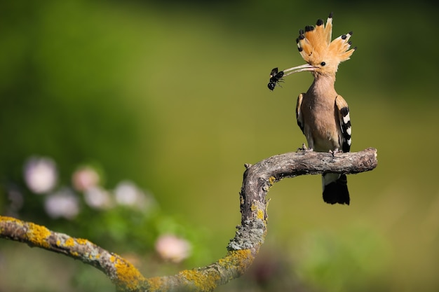 Colourful eurasian hoopoe sitting on curved branch and holding black bug in beak