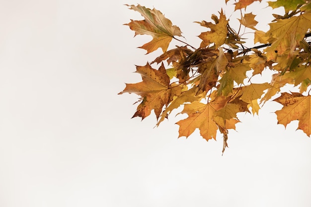 Colourful gold yellow autumn fall leaves on tree branches Outdoor autumn fall leaves background