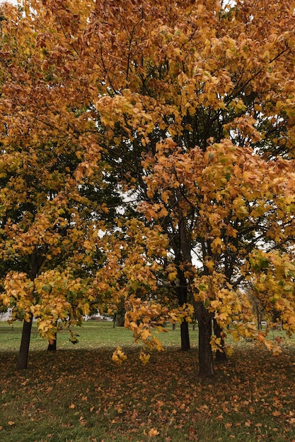 Colourful gold yellow autumn fall leaves on tree branches Outdoor autumn fall leaves background