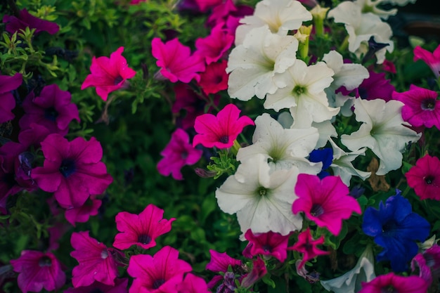 Colourful mixed petunia flowers in vibrant pink and purple colors in decorative flower pot close up