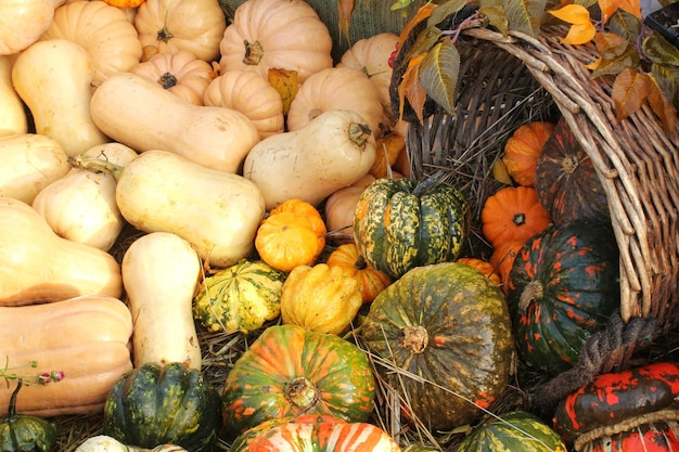 Colourful organic pumpkins and gourds on agricultural fair. Harvesting autumn time concept. Garden f