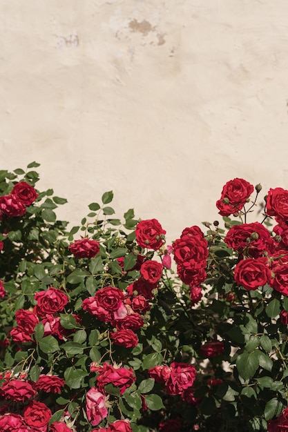 Colourful red roses flowers and green leaves bush on neutral beige background Aesthetic minimal nature concept Copy space