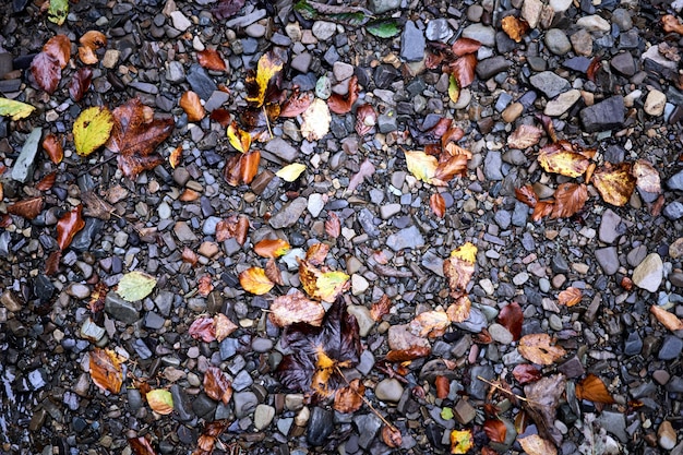 Colourful wet pebble stone in stream water with autumn falling leaf background Close up Fall season