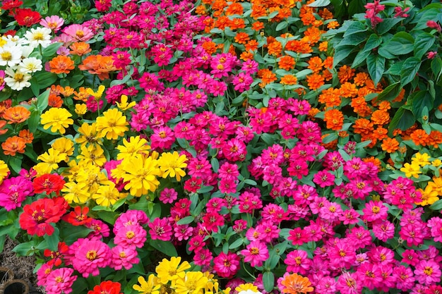 Colourful Zinnia flowers at the gardenBeautiful Floral Background