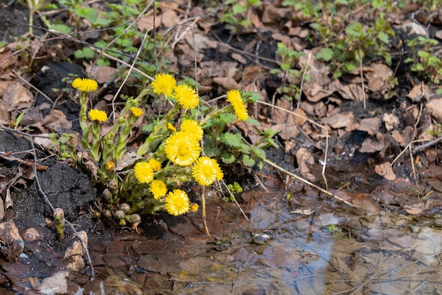 Coltsfoot flowers in spring forest Blooming Tussilago farfara at april