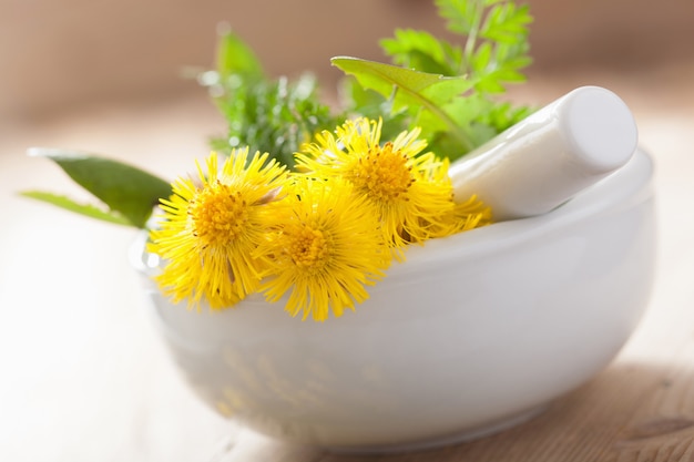 Coltsfoot flowers spring herbs in mortar